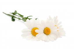 La Camomille matricaire